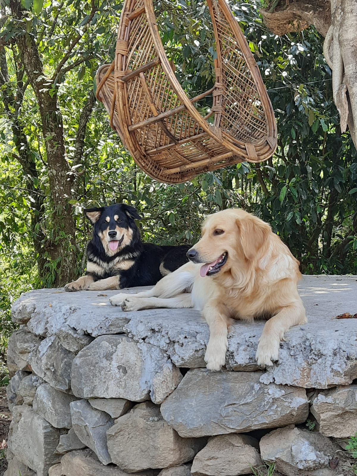 Dogs
