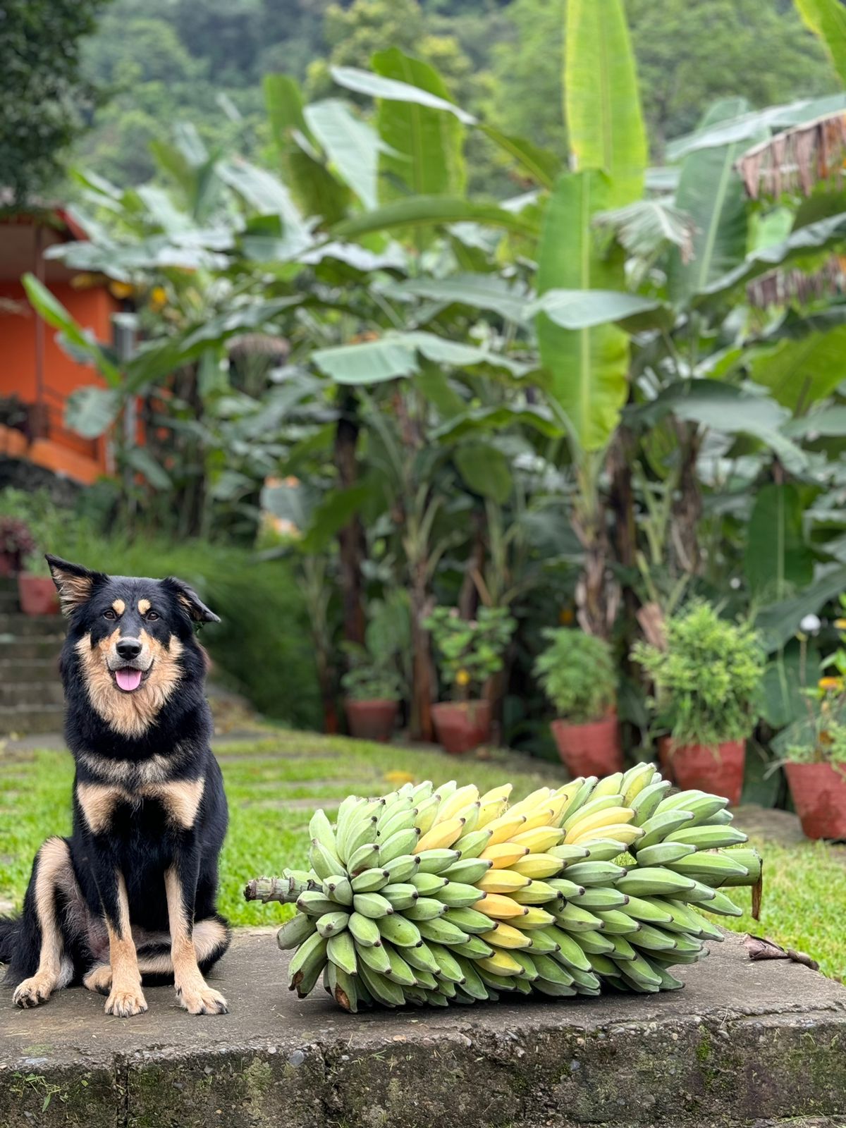 Dog